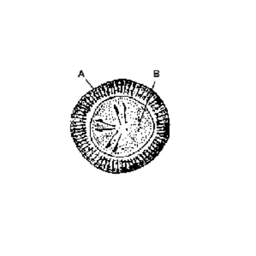 Taenia spp. | Parasite Diagnosis